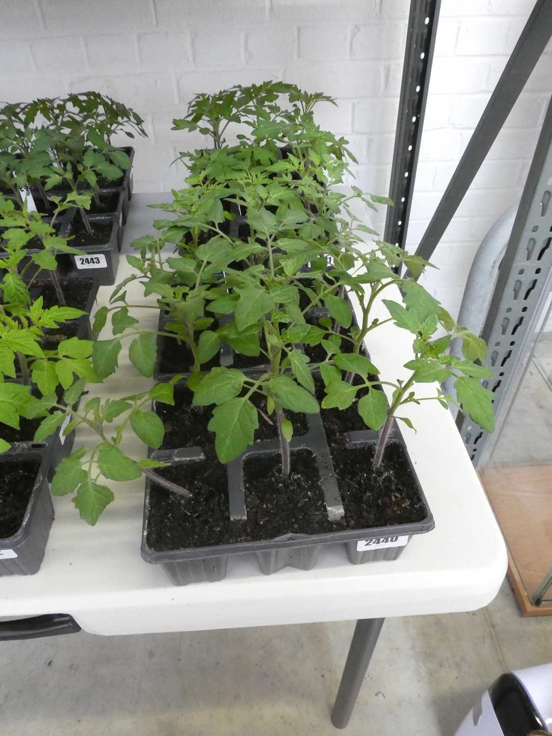 Lot 2440 - 2 trays containing 12 potted red cherry tomato...