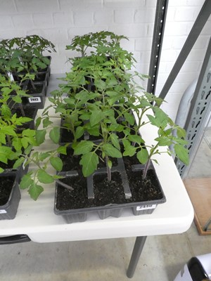 Lot 2440 - 2 trays containing 12 potted red cherry tomato...