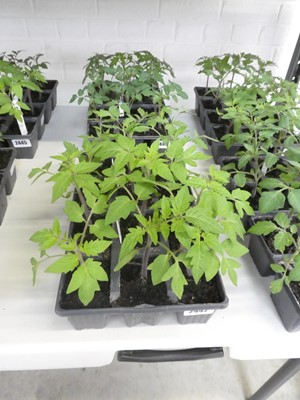 Lot 2442 - 2 trays containing 6 Roma tomato plants with 6...