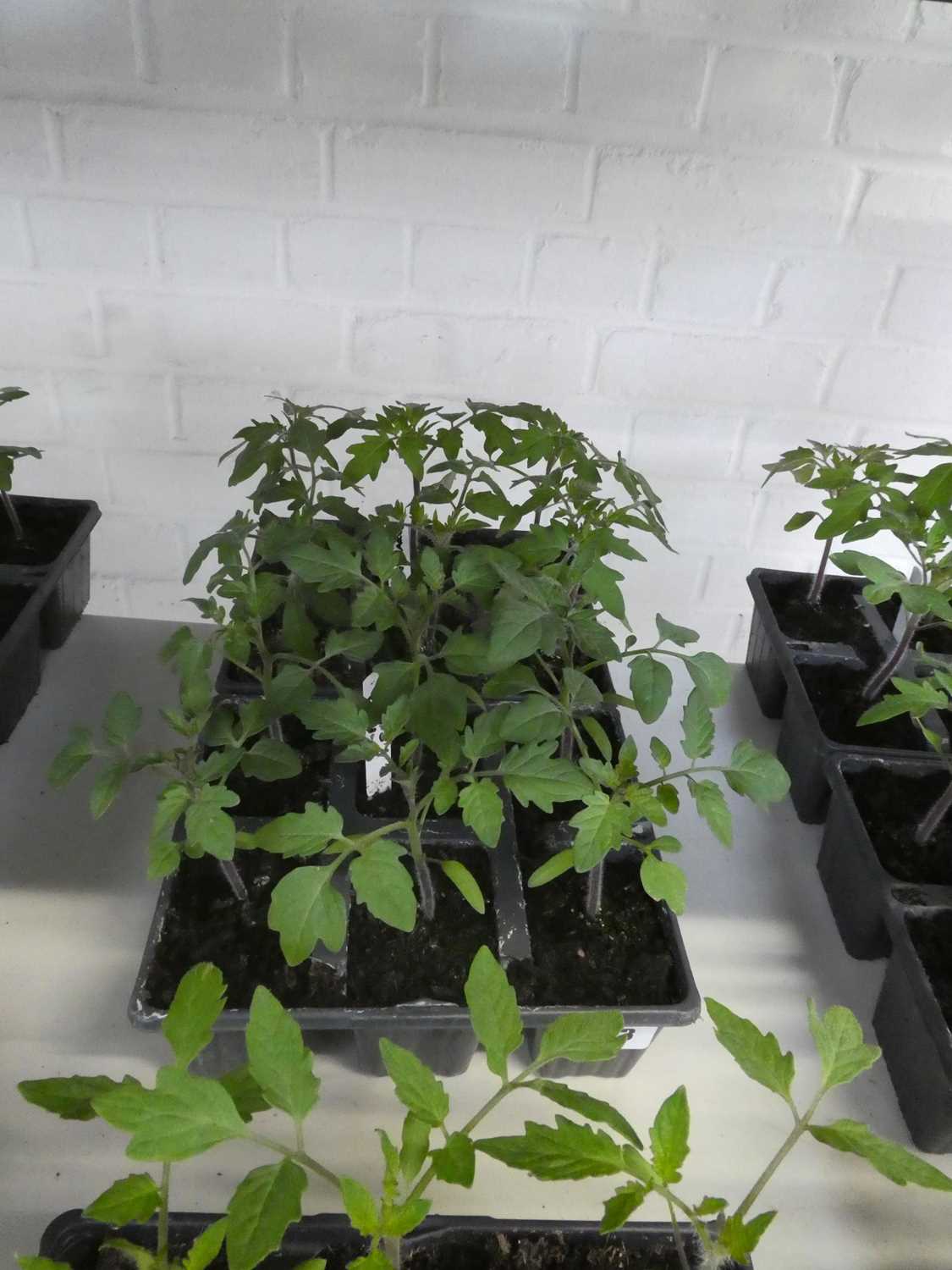 Lot 2443 - 2 trays containing 6 Money Maker tomato plants...