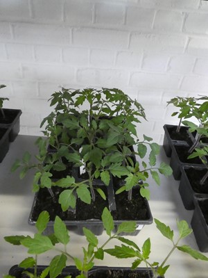 Lot 2443 - 2 trays containing 6 Money Maker tomato plants...