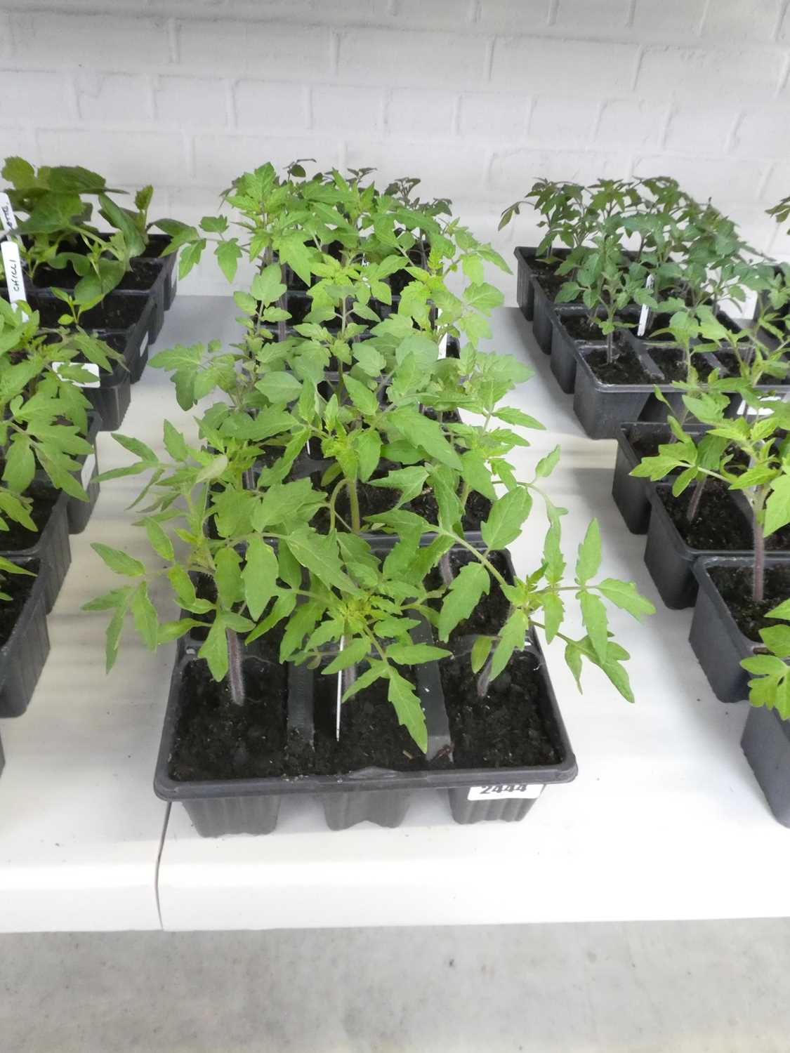 Lot 2444 - 2 trays containing 6 Tigerella tomato plants...