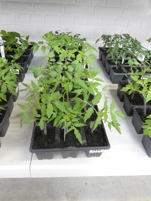 Lot 2444 - 2 trays containing 6 Tigerella tomato plants...