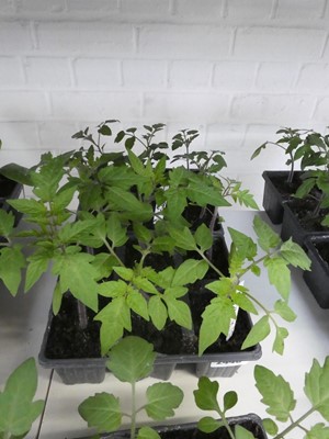 Lot 2445 - 2 trays containing 6 Roma tomato plants with 6...