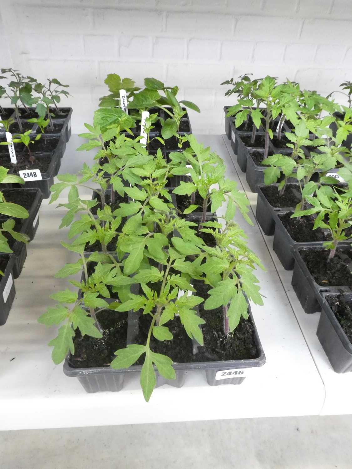 Lot 2446 - 2 trays containing 12 Money Maker tomato plants