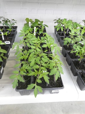 Lot 2446 - 2 trays containing 12 Money Maker tomato plants