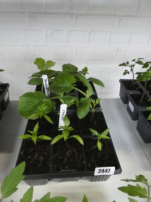 Lot 2447 - 2 trays containing 6 chilli plants with 6...