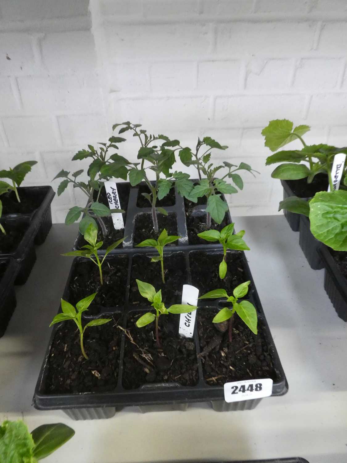 Lot 2448 - 2 trays containing 6 chilli plants with 6 Red...
