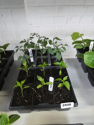 Lot 2448 - 2 trays containing 6 chilli plants with 6 Red...