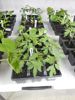 Lot 2449 - 2 trays containing 6 Money Maker tomato plants...