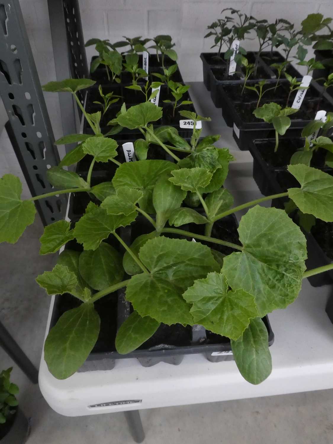 Lot 2450 - 2 trays containing 12 courgette plants