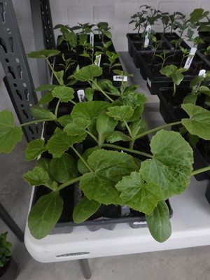 Lot 2450 - 2 trays containing 12 courgette plants