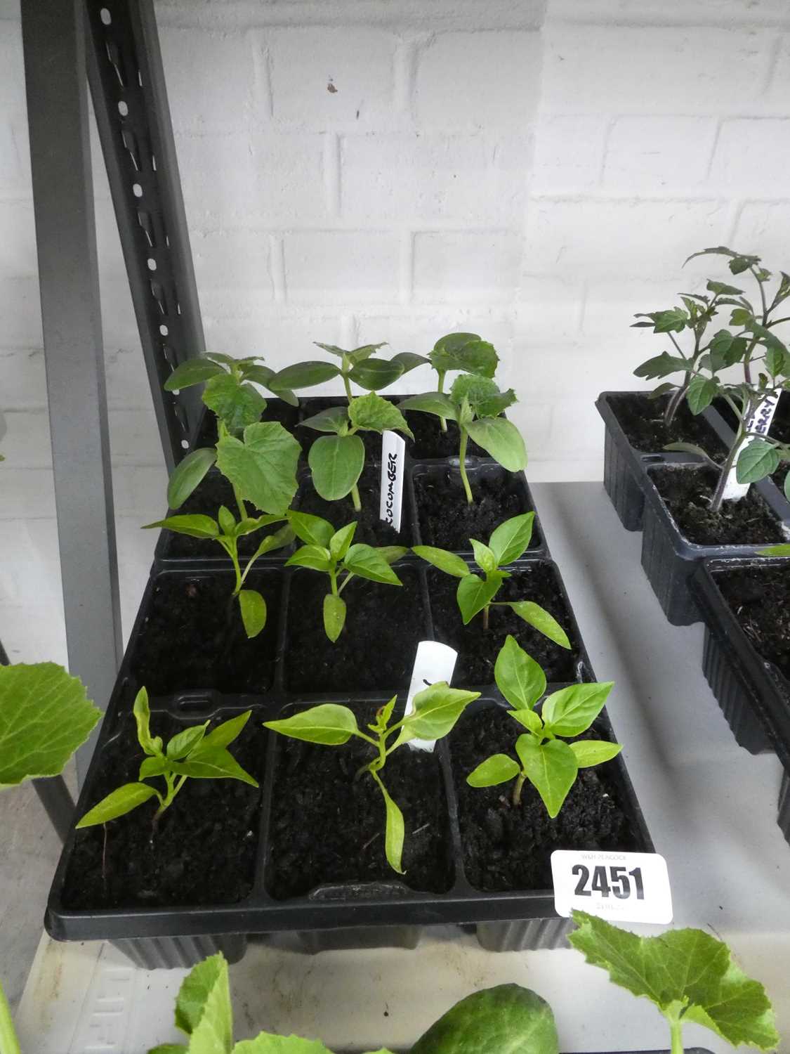 Lot 2451 - 2 trays containing 6 chilli plants with 6...