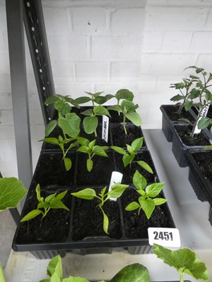 Lot 2451 - 2 trays containing 6 chilli plants with 6...