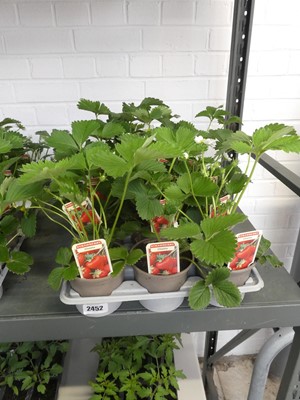 Lot 2452 - Tray containing 15 potted Elsanta strawberry...