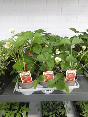 Lot 2453 - Tray containing 15 potted Elsanta strawberry...