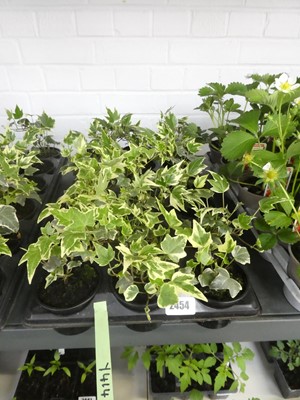 Lot 2454 - Tray containing 18 pots of ivy