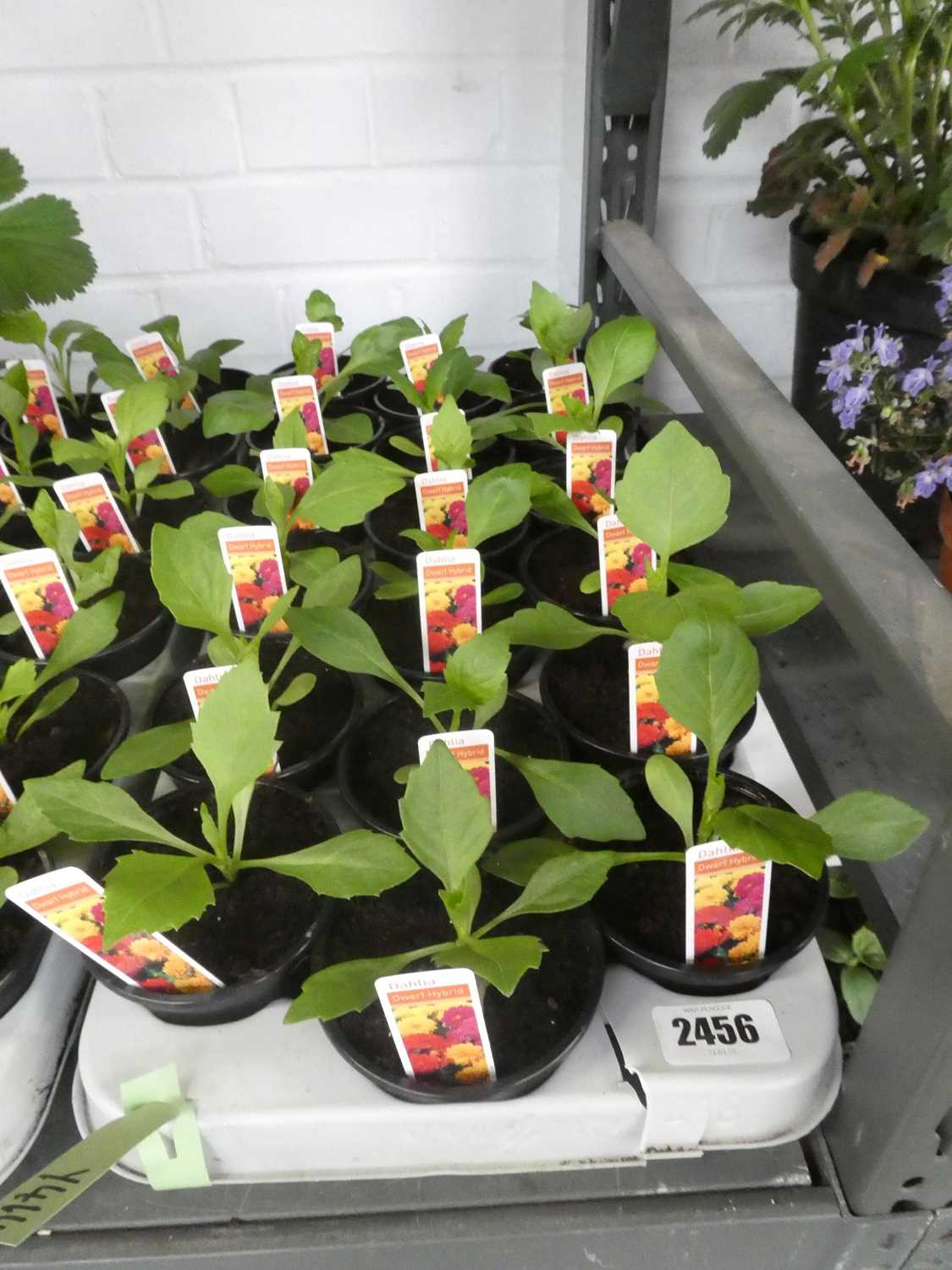 Lot 2456 - Tray containing 18 potted dwarf hybrid dahlias