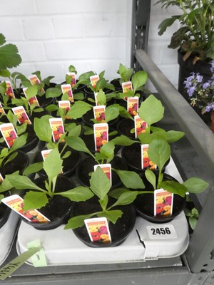 Lot 2456 - Tray containing 18 potted dwarf hybrid dahlias