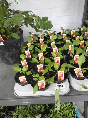 Lot 2457 - Tray containing 18 potted dwarf hybrid dahlias