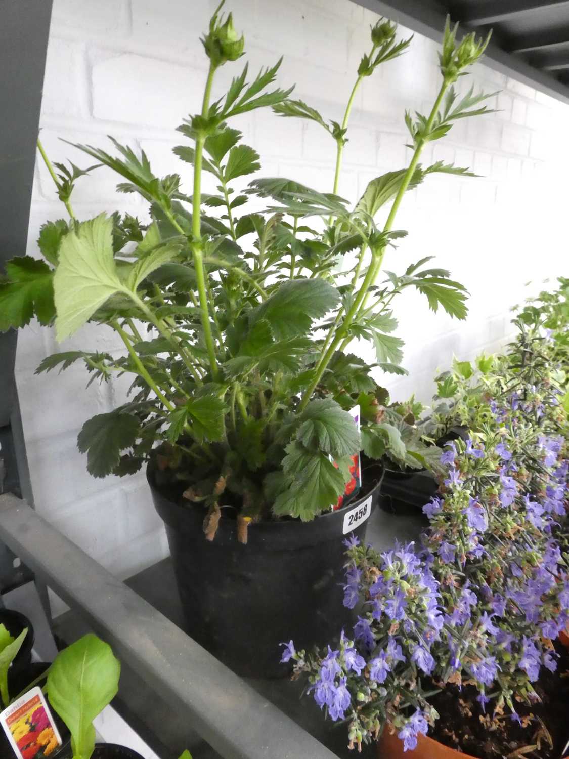Lot 2458 - Large potted Mrs. J. Bradshaw Geum