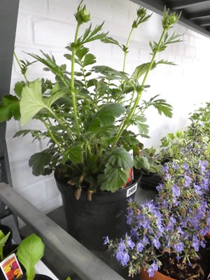 Lot 2458 - Large potted Mrs. J. Bradshaw Geum