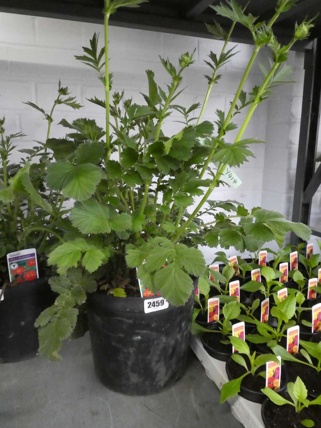 Lot 2459 - Large potted Mrs. J. Bradshaw Geum
