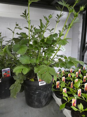 Lot 2459 - Large potted Mrs. J. Bradshaw Geum