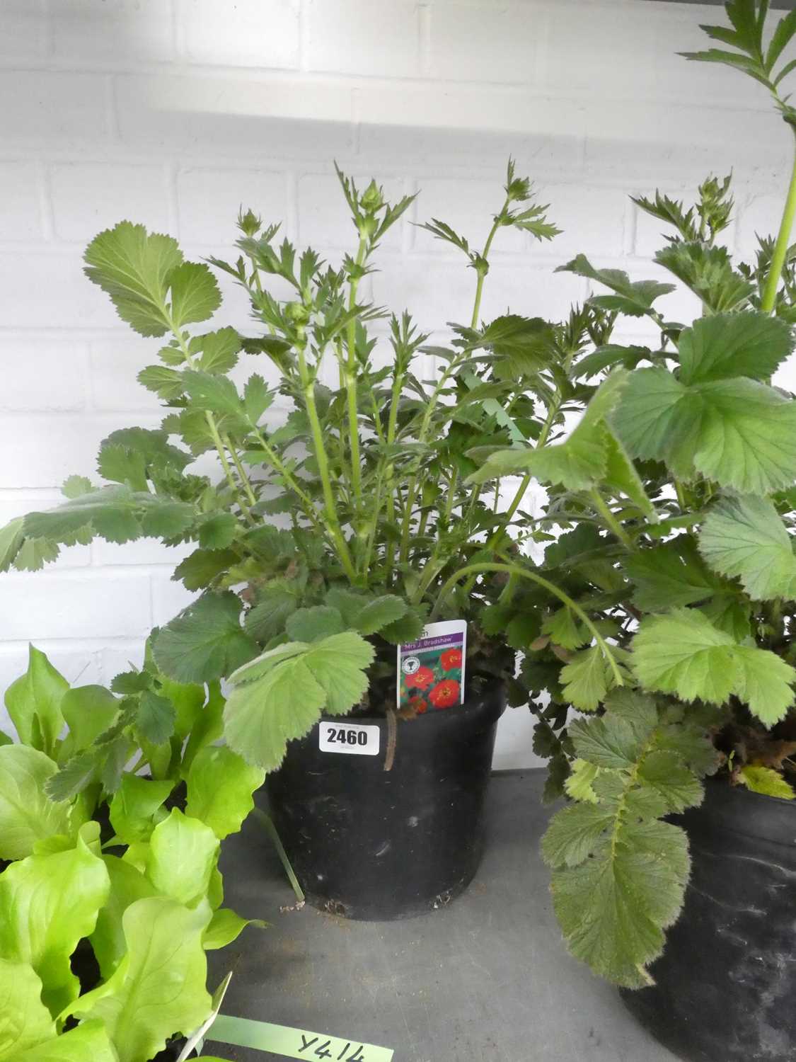 Lot 2460 - Large potted Mrs. J. Bradshaw Geum