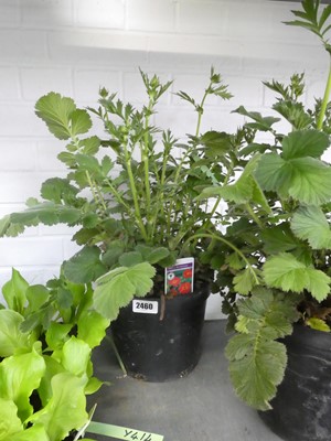 Lot 2460 - Large potted Mrs. J. Bradshaw Geum