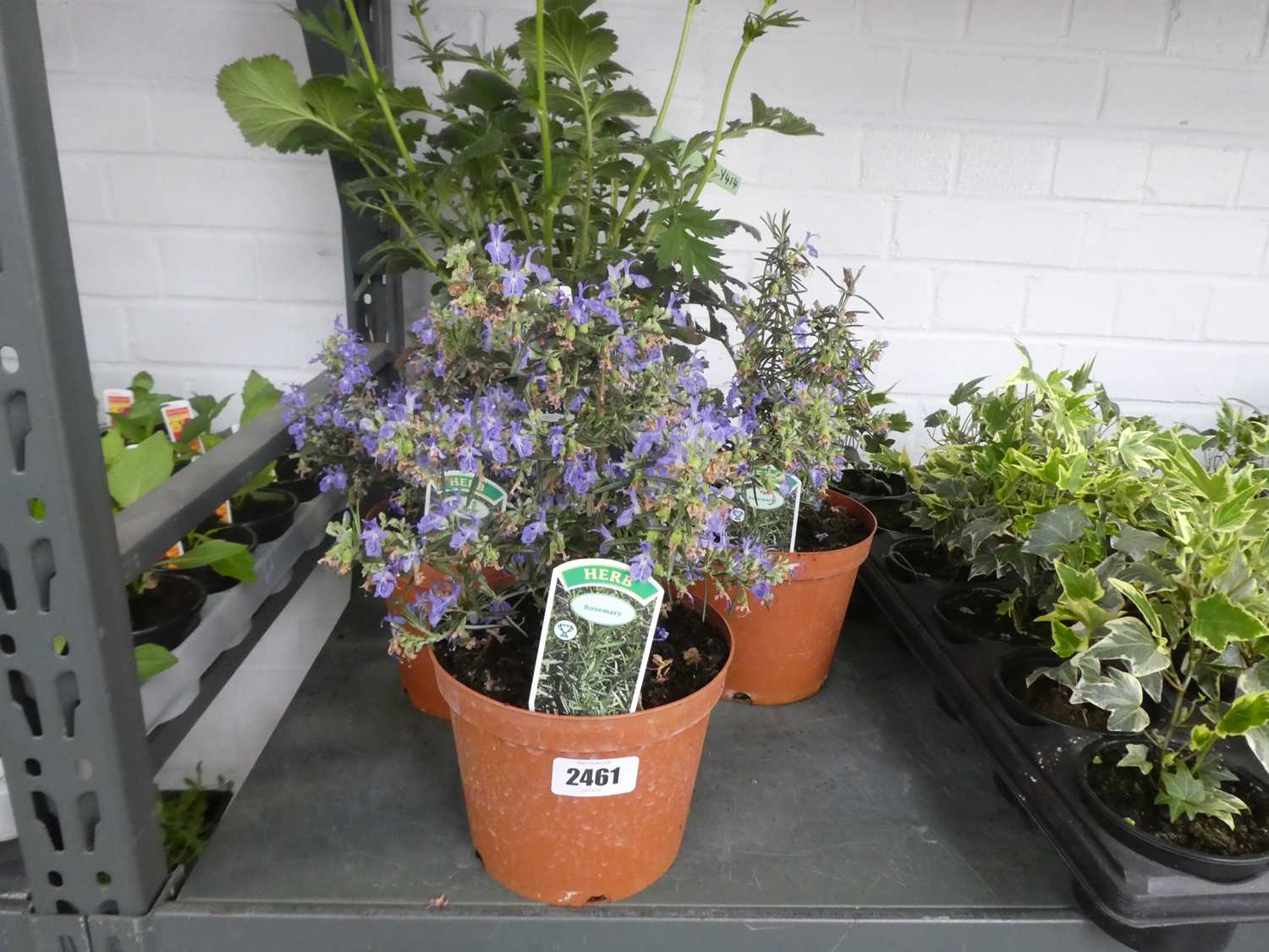 Lot 2461 - 3 potted rosemary plants