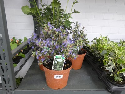 Lot 2461 - 3 potted rosemary plants