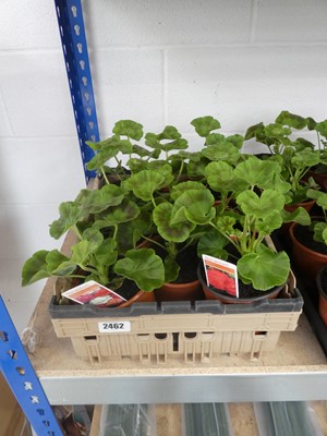 Lot 2462 - Tray containing 8 large potted geraniums