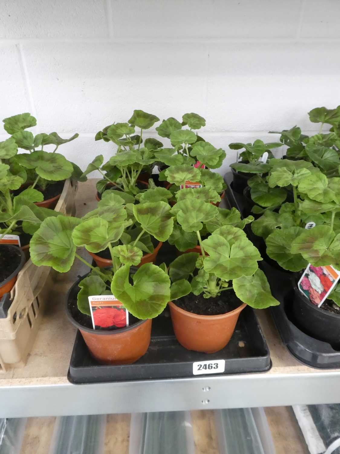 Lot 2463 - Tray containing 8 large potted geraniums