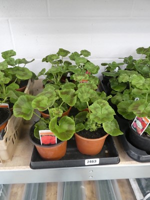 Lot 2463 - Tray containing 8 large potted geraniums