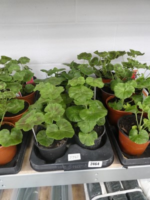 Lot 2464 - Tray containing 8 large potted geraniums