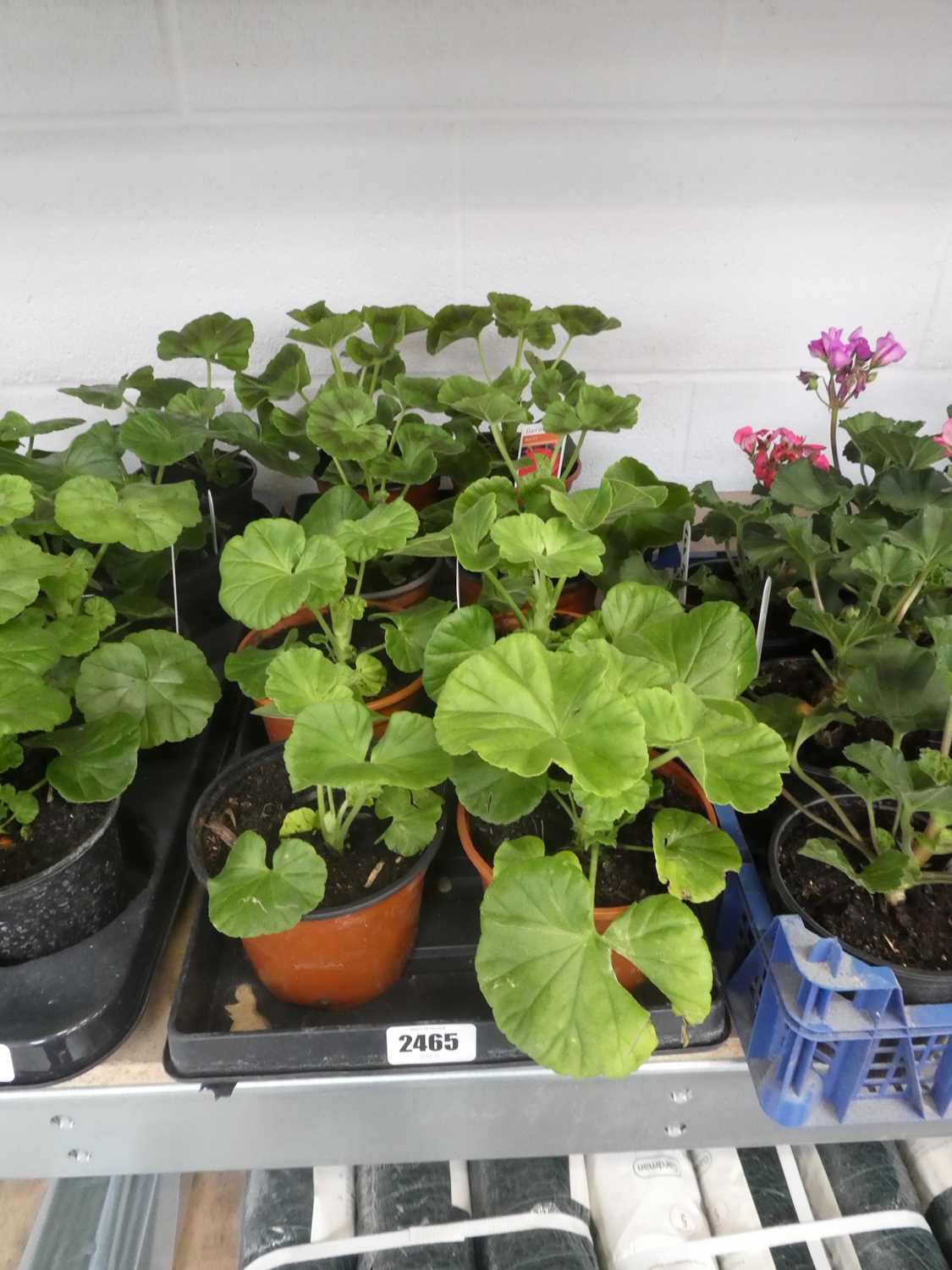 Lot 2465 - Tray containing 8 large potted geraniums