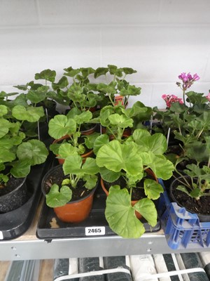 Lot 2465 - Tray containing 8 large potted geraniums