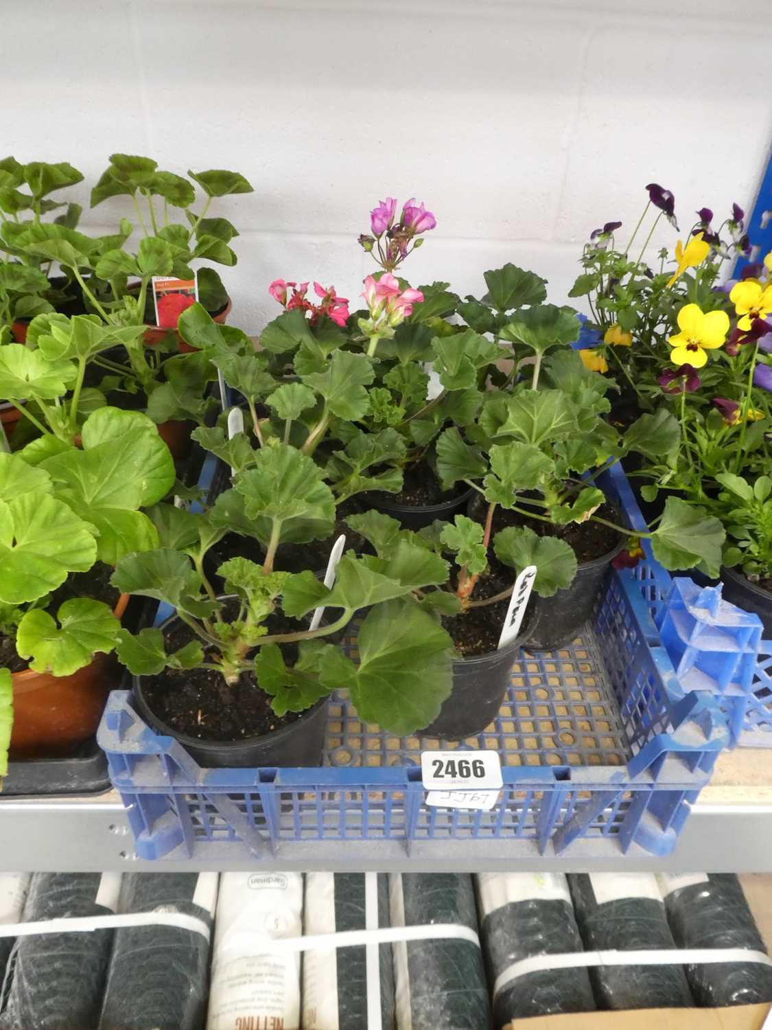 Lot 2466 - Tray containing 8 potted red pelargoniums