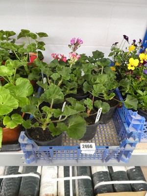 Lot 2466 - Tray containing 8 potted red pelargoniums