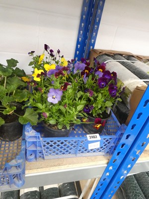 Lot 2467 - Tray containing 8 pots of violas
