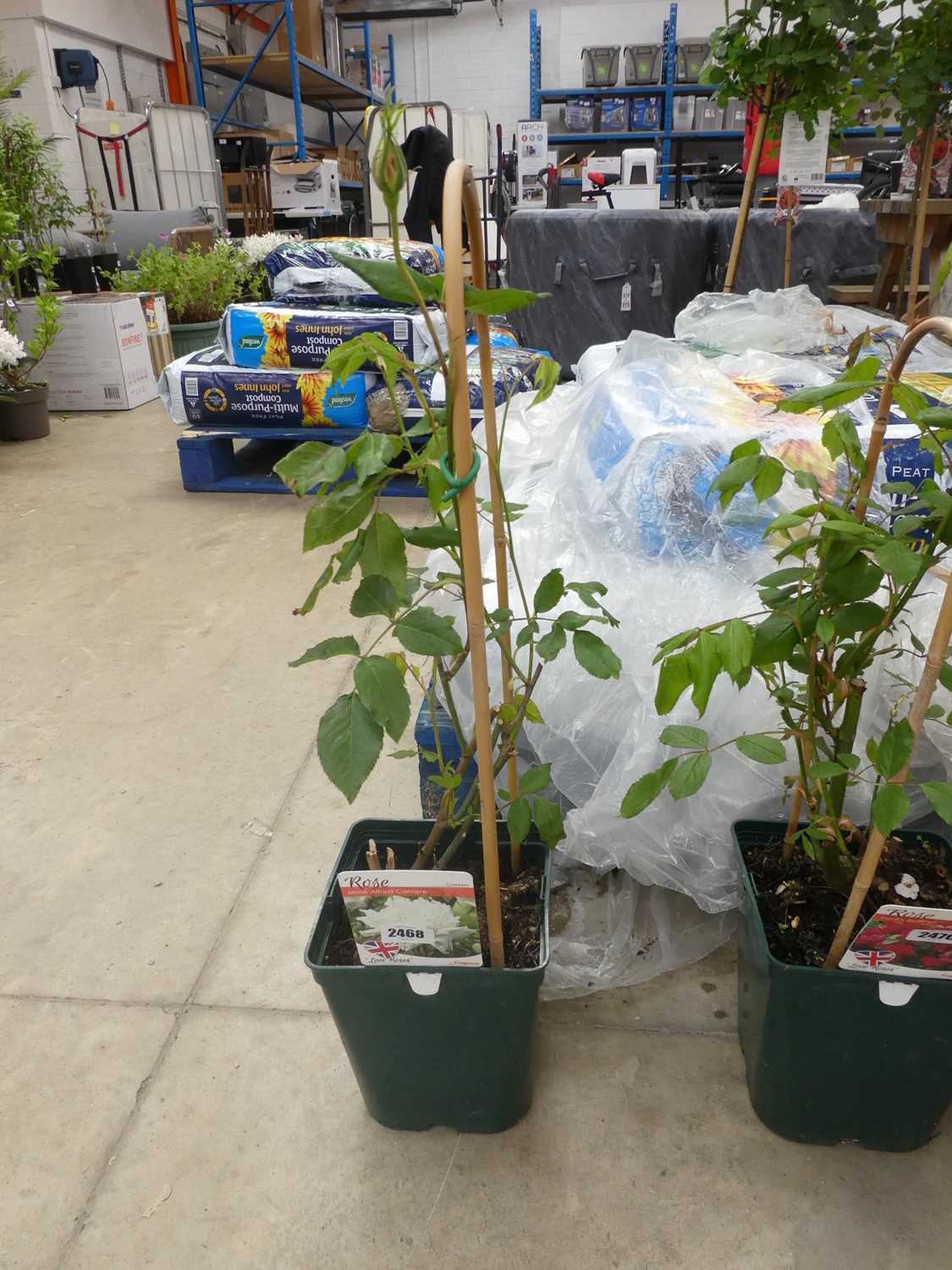 Lot 2468 - Potted Mne Alfred Carriere climbing rose