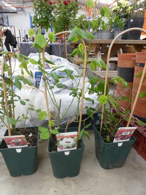 Lot 2469 - Potted Mne Alfred Carriere climbing rose