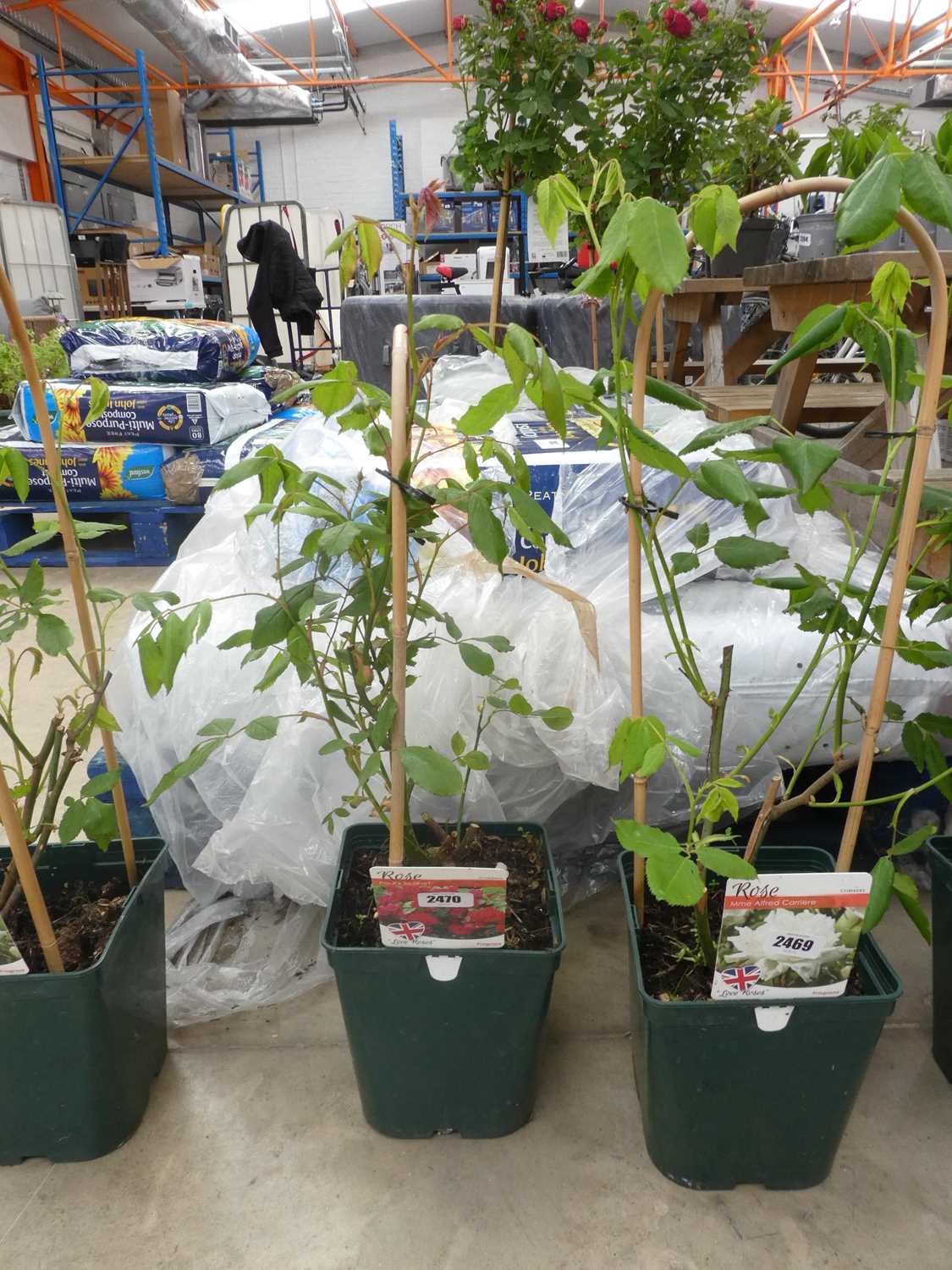 Lot 2470 - Potted Paul's Scarlet climbing rose