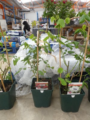 Lot 2470 - Potted Paul's Scarlet climbing rose