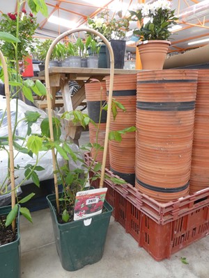 Lot 2471 - Potted Paul's Scarlet climbing rose