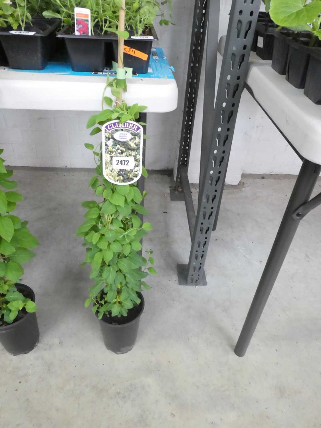 Lot 2472 - Potted Japonica Lonicera Halliana