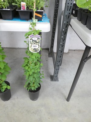 Lot 2472 - Potted Japonica Lonicera Halliana