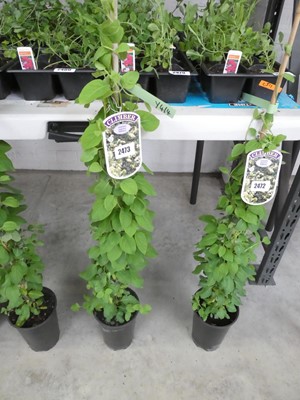 Lot 2473 - Potted Japonica Lonicera Halliana