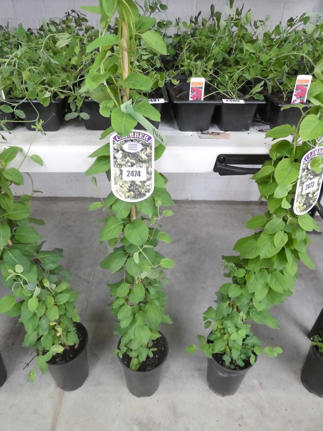 Lot 2474 - Potted Japonica Lonicera Halliana